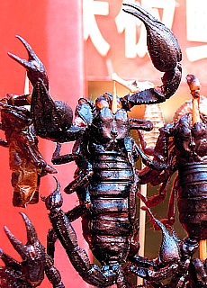 Alive spiked Scorpions