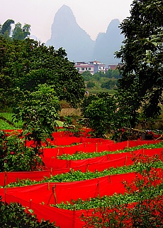 Felder in den Karstbergen von Yangshuo