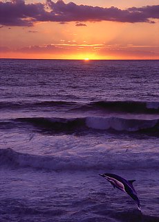 Dolphins at Sunset on Cap Palinuro