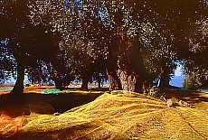 Olive harvesting in Palinuro