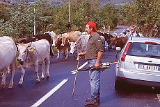 Herd of buffalo in Cilento