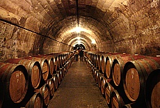 Wine cellar, wooden barrel in vineyard Torres