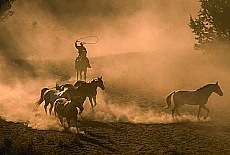 Rancher at work