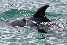 Dolphin mama with child