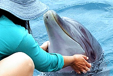 Unlimited belief have the Dolphins to us humans