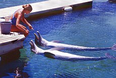 Dolphinshow im im Hilton Waikoloa Village auf Big Island Hawaii