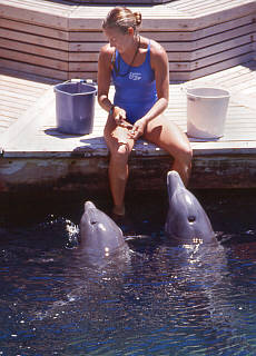 Dolphinshow at Dolphin Quest