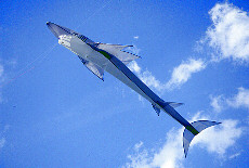 Shark kite