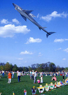 Shark attack in the sky