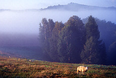 Morning fog in Elbsandstone mountains