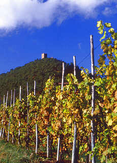 Winegrowing in Alsace