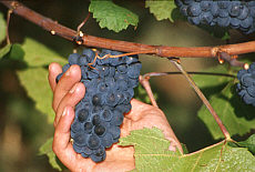 Alsace grapes vineyard
