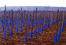 Alsace vineyard