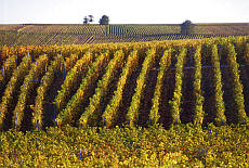 Alsace vineyard