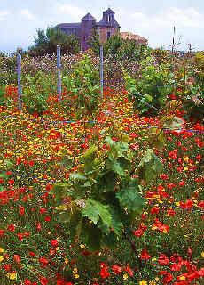 Vineyards near the village Pirrera on Lipari island