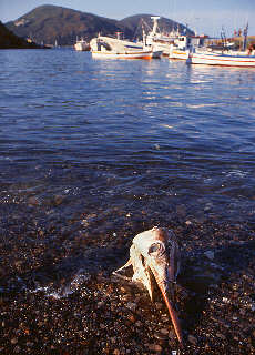 Swordfish hunting