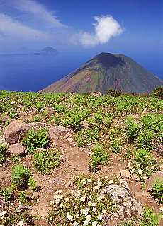 Fern growing on the summit of Monte Fossa