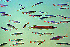 School of fish with pike in the middle