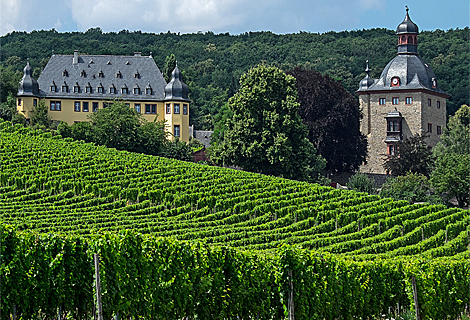 Vollrads Palace in the vineyards