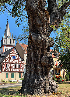 Timbered houses in Oestrich-Winkel