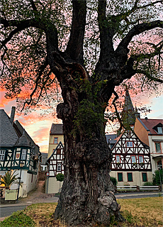 Oestrich-Winkel im Rheingau