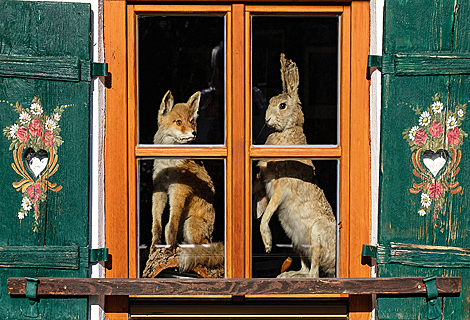 Where fox and hare say good night