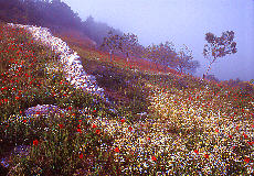 Mountain flower meadow