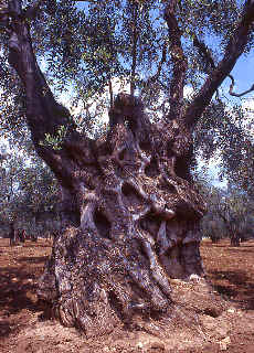 Old Olive tree
