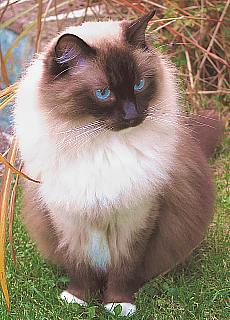 Ragdoll tomcat Guardy, seal-mitted