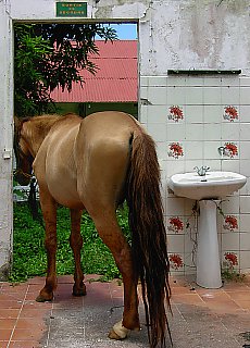 There is a horse on the corridor (or in bathroom)