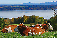View from Ilka hill down to Lake Starnberg