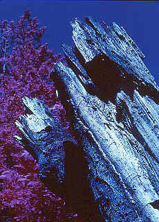 Storm damage on giant tree