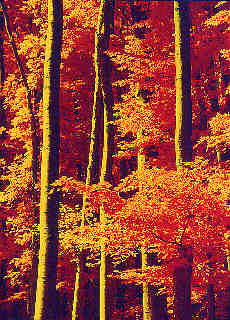 Mixed forest with red filter