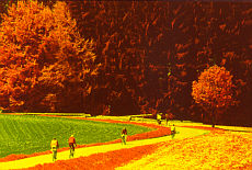 Bicycle tour in infrared forest