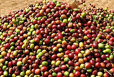 Coffee Plantage in Pyin Oo Lwin