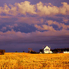 Cornfield on Prinz Eduard Island