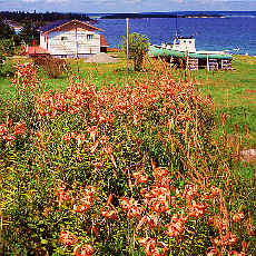 Lilien auf Prinz Eduard Island