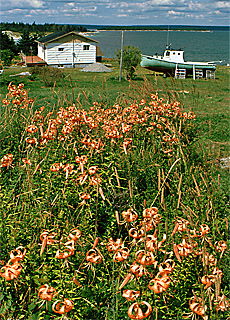 Lilien auf Prinz Eduard Island