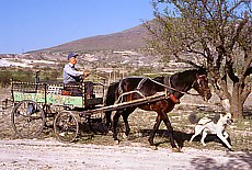 Horse-drawn carriage driver