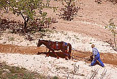 Turkish farmer ploughing fields in sparce highlands of Cappadocia