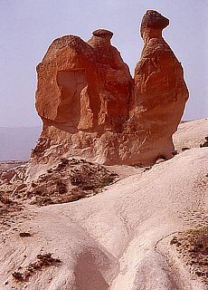 Camel in Devrent valley