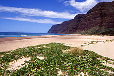 Sandy beach of Polihale