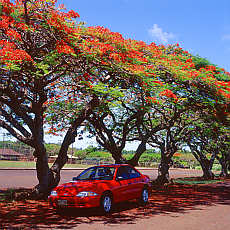 Blooming alley on Kauai Island