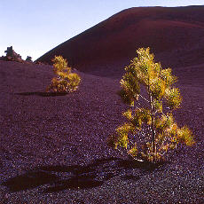 Small pines growing in the young Lava