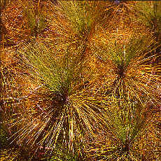 Pine needles