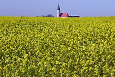 Andechs Monastery in bright yellow oilseed rape, monoculture