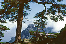 Storm-lashed pine trees on Col de Bavella