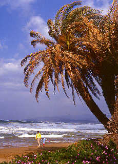 Stormy palmbeach on Crete island in Mediterranean Sea