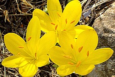 Yellow flowers on Island Mljet