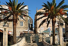 Palmtrees in the Oldtown of Korcula